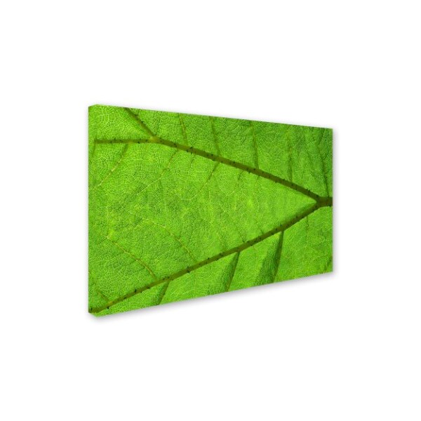 Cora Niele 'Leaf Texture IV' Canvas Art,30x47